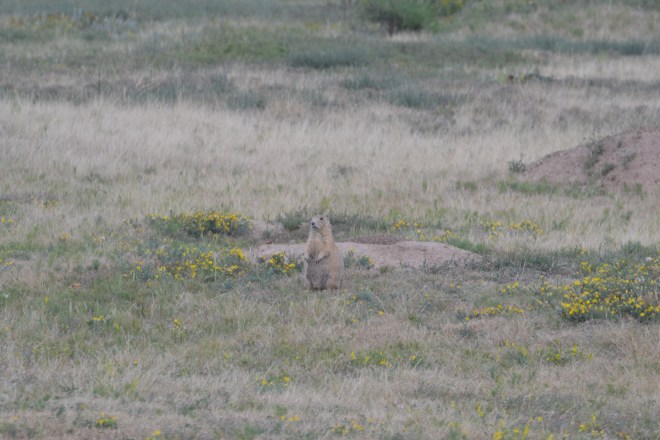 prairiedog